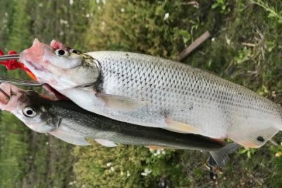 翹嘴紅鲌?jiān)趺答B(yǎng)殖，魚苗放養(yǎng)要趁早