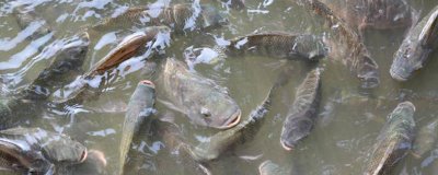 羅非魚(yú)的養(yǎng)殖模式,這四種可任選