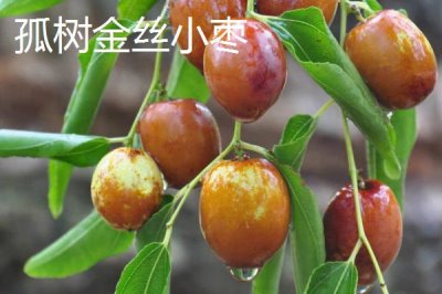 河北秦皇島有哪些特產(chǎn)，昌黎葡萄暢銷全國各地