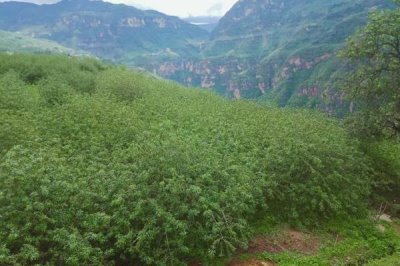 花椒如何育苗，適當(dāng)壓土可加快出苗速度