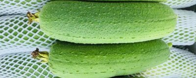 短棒形絲瓜品種有哪些，常見(jiàn)的有胖胖1號(hào)、牛奶2號(hào)、亞華短棒等