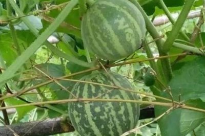 香水瓜種子怎么選種，選擇適宜當(dāng)?shù)胤N植的種子品種
