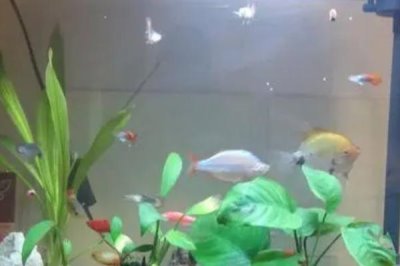 觀賞魚用什么水養(yǎng)，一般用除了氯的自來水養(yǎng)