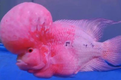 羅漢魚起頭的原因，是因?yàn)樗鼈冇衅痤^的基因