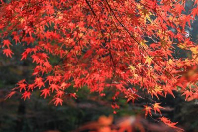 棲霞山紅葉幾月份觀賞最佳，11月中旬至12月中旬最好看