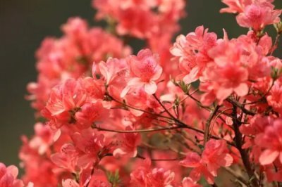 杜鵑花的花語(yǔ)，寓意繁榮昌盛、真誠(chéng)的愛(ài)等