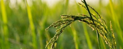吉粳116水稻品種的特性，4月中旬播種