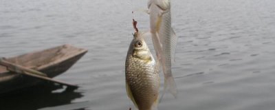 1.2子線適合釣多大的魚，在使用時建議釣輕一些