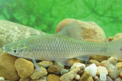 麥穗魚簡介，原產(chǎn)地主要是亞洲