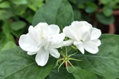 白色茉莉的花語(yǔ)，寓意喜愛(ài)之情、純潔無(wú)暇等