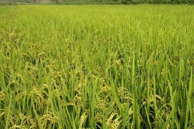 簡兩優(yōu)534水稻品種簡介，全生育期125.1天