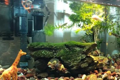 冬天喂魚吃什么，大多數(shù)的魚兒都會(huì)吃水蚤、水虱、水蚯蚓等