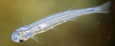 牙簽魚的產(chǎn)地分布，亞馬遜河流域是主要分布區(qū)