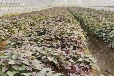 紫薯的市場前景，市場的覆蓋率廣且加工模式多