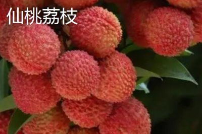 靈山荔枝品種，三月紅的成熟時(shí)間最早