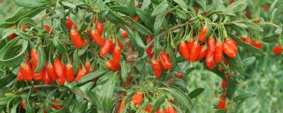 枸杞在哪里有產(chǎn)，我國(guó)寧夏是全國(guó)范圍內(nèi)最大的產(chǎn)地