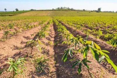 木薯施肥方法，塊根膨大期應(yīng)主施鉀肥