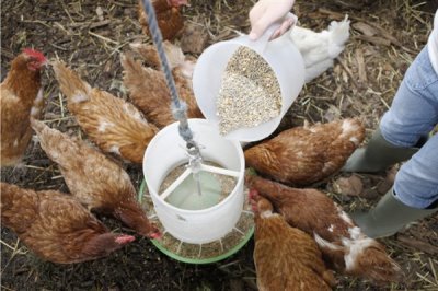 蛋雞飼料添加劑的原料種類，常見(jiàn)玉米、麥類、豆餅等類型