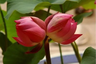 并蒂蓮的花語，寓意夫妻恩愛、兄弟和諧等