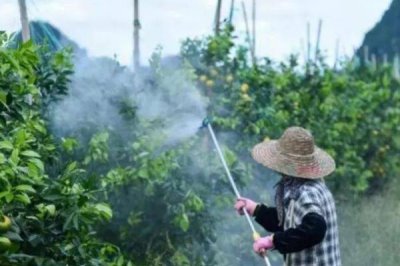 凱普克葉面肥能用于煙苗嗎，不可以用于煙苗