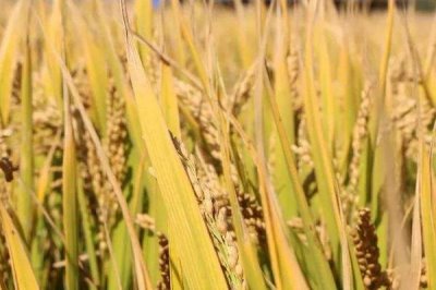 通系954水稻品種簡介，每畝有效穗數(shù)22.3萬