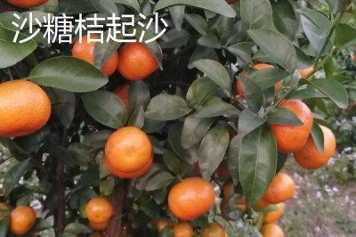 沙糖桔起沙和粗皮的區(qū)別，果皮厚度不同