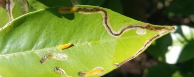 防治病蟲害的適宜適期，害蟲幼齡期、危險生育期、天敵敏感期適合用藥