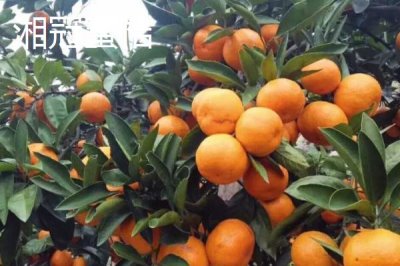 湖南臨湘的土特產(chǎn)，包括龍窖腐乳、龍窖醬菜、臨湘黑茶等種類
