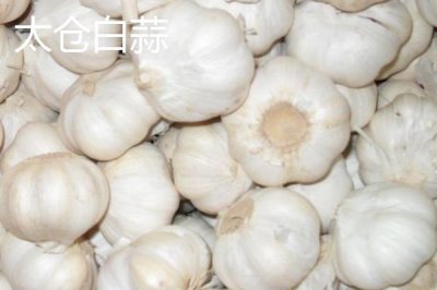 大蒜品種介紹，合理選擇因地制宜的蒜種