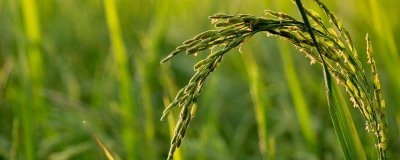 蜀優(yōu)975水稻品種的特性，播種前用藥劑浸種