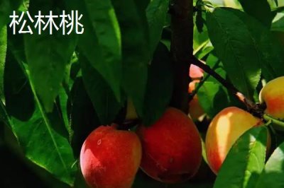 四川省自貢市的特產(chǎn)，榮縣油茶榮獲國(guó)家地理標(biāo)志證明商標(biāo)