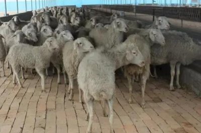 讓羔羊安全越冬的方法，羊舍內(nèi)要注意鋪蓋草簾