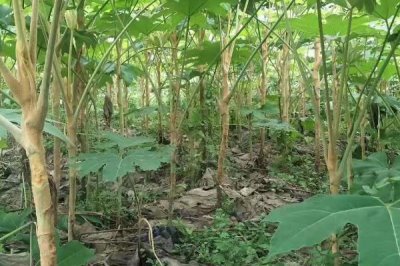 通草的適宜種植方法，條播為主要播種方式