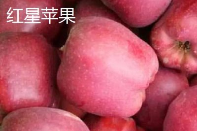 常見(jiàn)的蘋(píng)果品種，紅富士、金帥、紅將軍等品種較常見(jiàn)