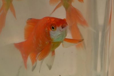 金魚可以喂什么食物，動(dòng)物性、植物性和合成飼料都可投喂