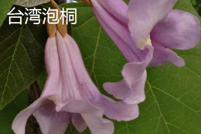 泡桐樹什么時候開花，一般3-4月開花