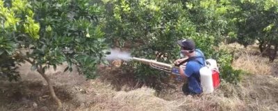 殺蟲劑是否可以殺死虱子和虱子卵，適合的殺蟲劑可以