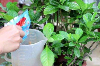 食醋在花卉上的妙用，適量噴灑可使花卉長勢(shì)旺、花多、色艷