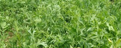 防風(fēng)種植時間，北方在4-5月，南方可在3月底播種