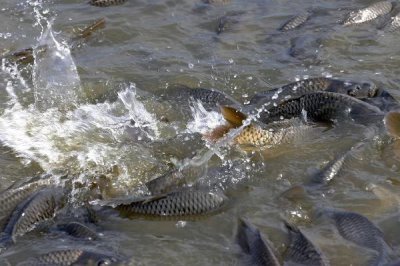 養(yǎng)殖一畝淡水鱸魚的利潤和成本，畝凈利潤5000-10000元左右
