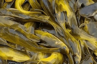 養(yǎng)殖黃顙魚的利潤，一畝池塘大約可獲利1萬元左右