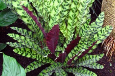 養(yǎng)殖箭羽竹芋的方法及注意事項(xiàng)，需使用疏松肥沃的腐殖土