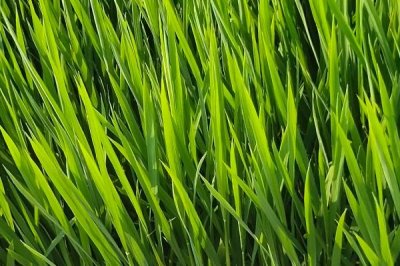 通系954水稻品種簡介，每畝有效穗數(shù)22.3萬