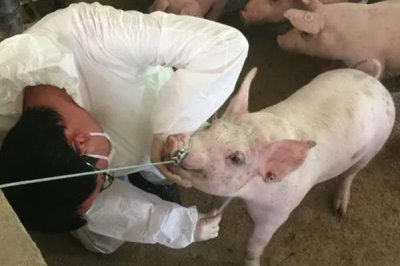 非洲豬瘟傳播途徑和防范措施，可通過人員傳播和飼料傳播等