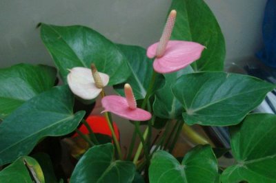 盆栽粉掌怎么養(yǎng)，喜濕怕旱且害怕強光