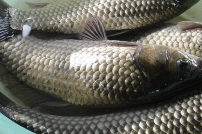 0.8號子線可以釣多大的魚，適合垂釣1-2斤的魚種