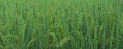長(zhǎng)粳1號(hào)水稻種簡(jiǎn)介，普通粳稻品種