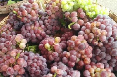 夏紅蜜葡萄的品種特點(diǎn)，超強(qiáng)抗病且絕不裂果