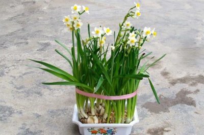 水仙花的花語，寓意純潔善良、甜蜜愛情等
