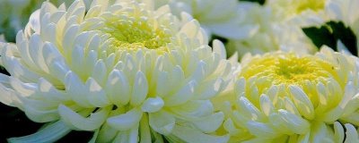 白菊花的寓意，有悼念、追思的寓意